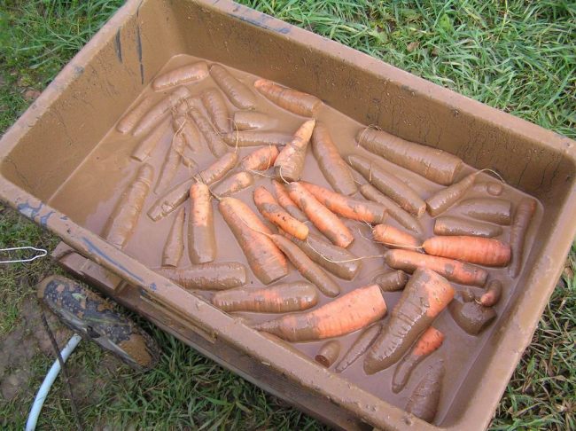 Сохраняем урожай моркови в зиму правильно