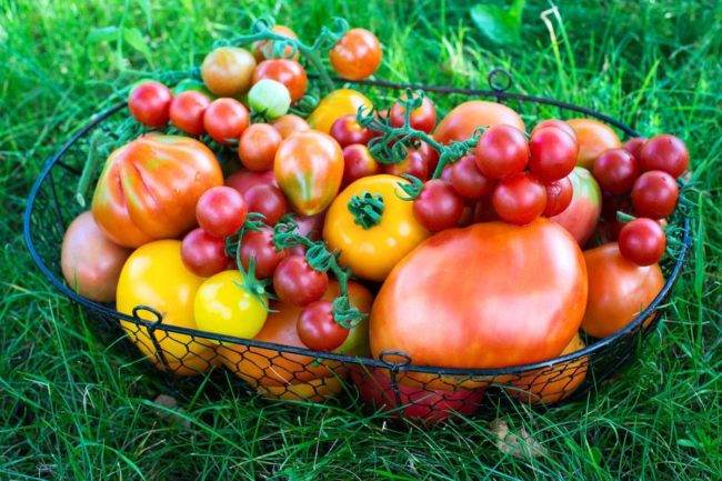 Как надолго сохранить томаты свежими: лучшие сорта и условия